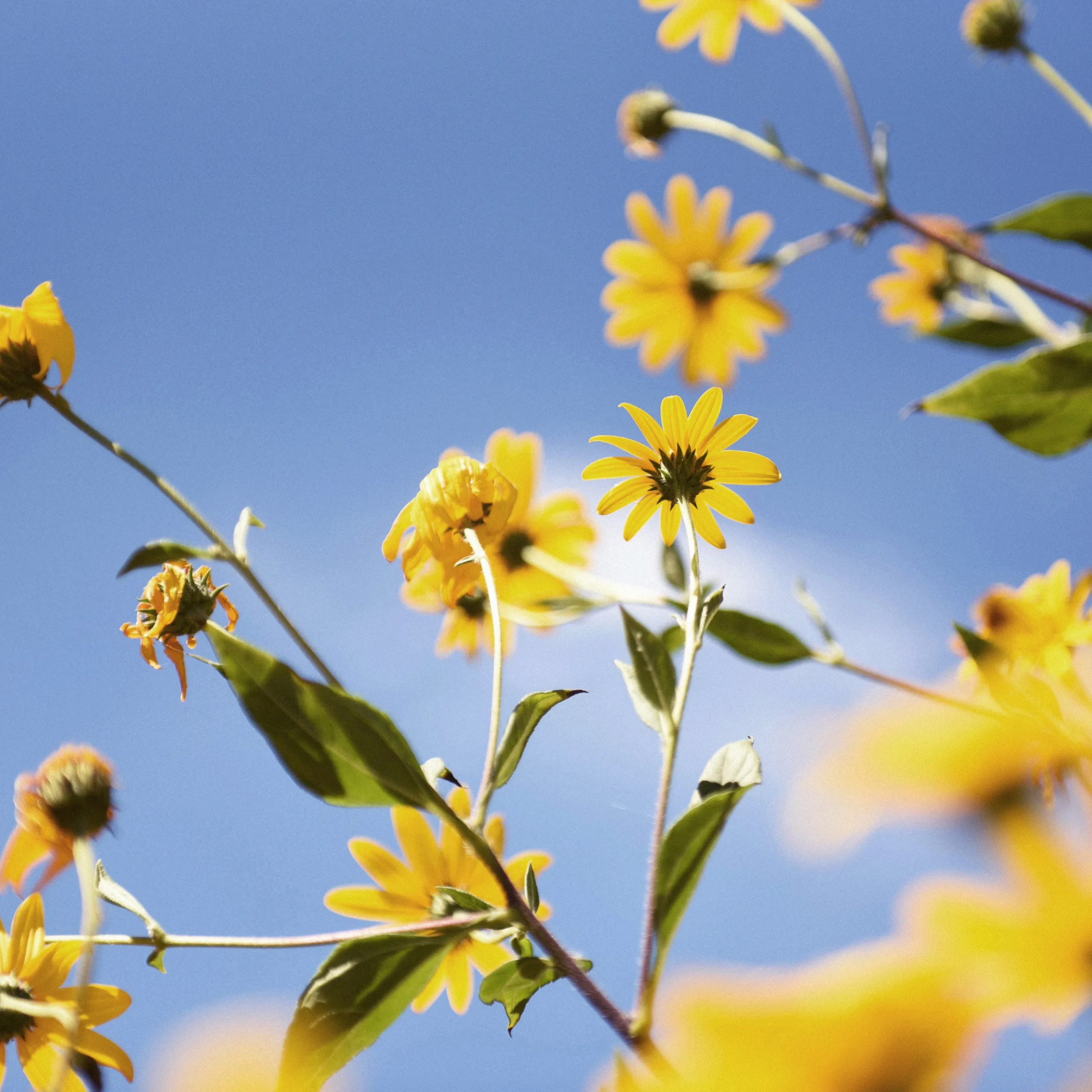 Daybreak showcase one L