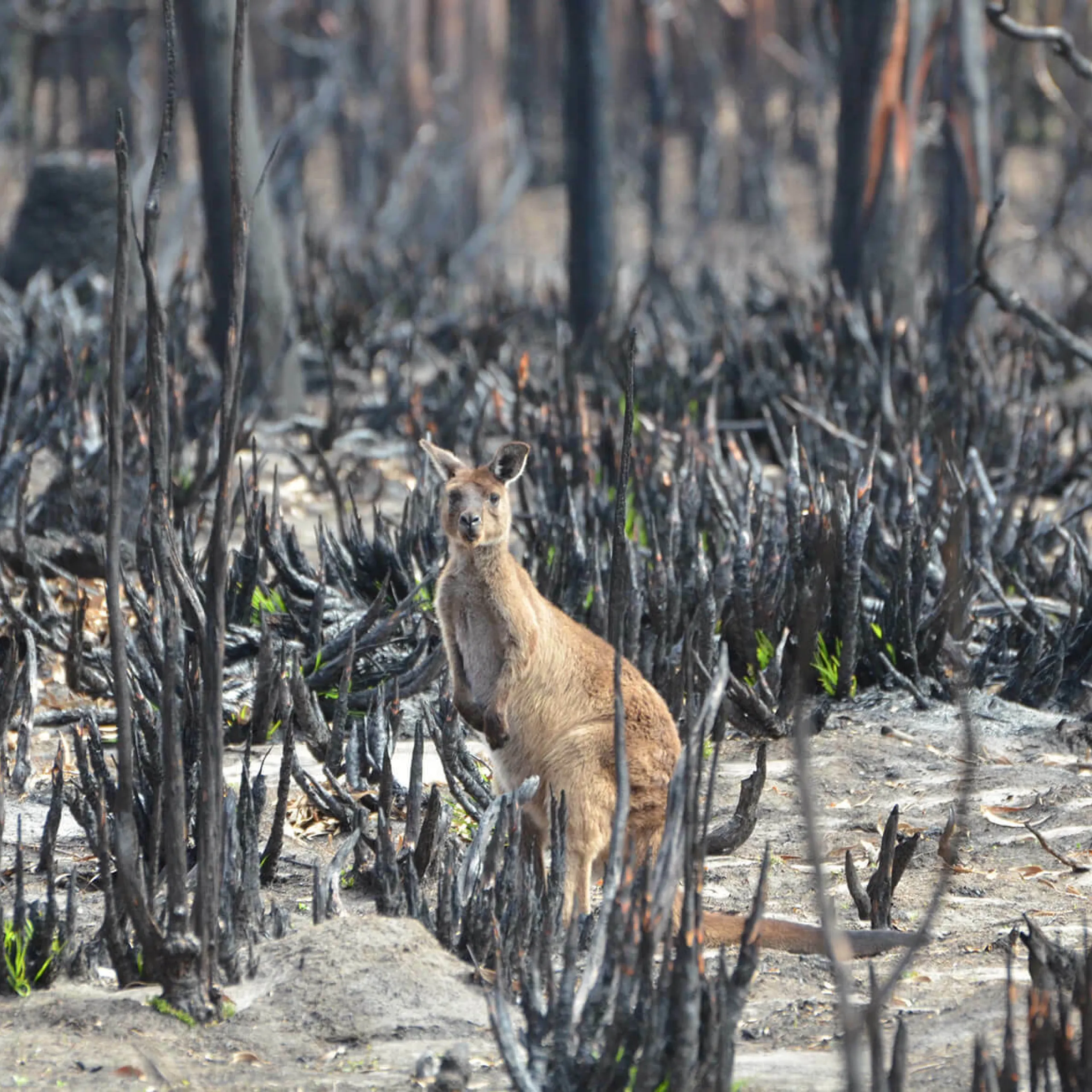 Koalas bushfires and drones wildlife rescue in 2020 l