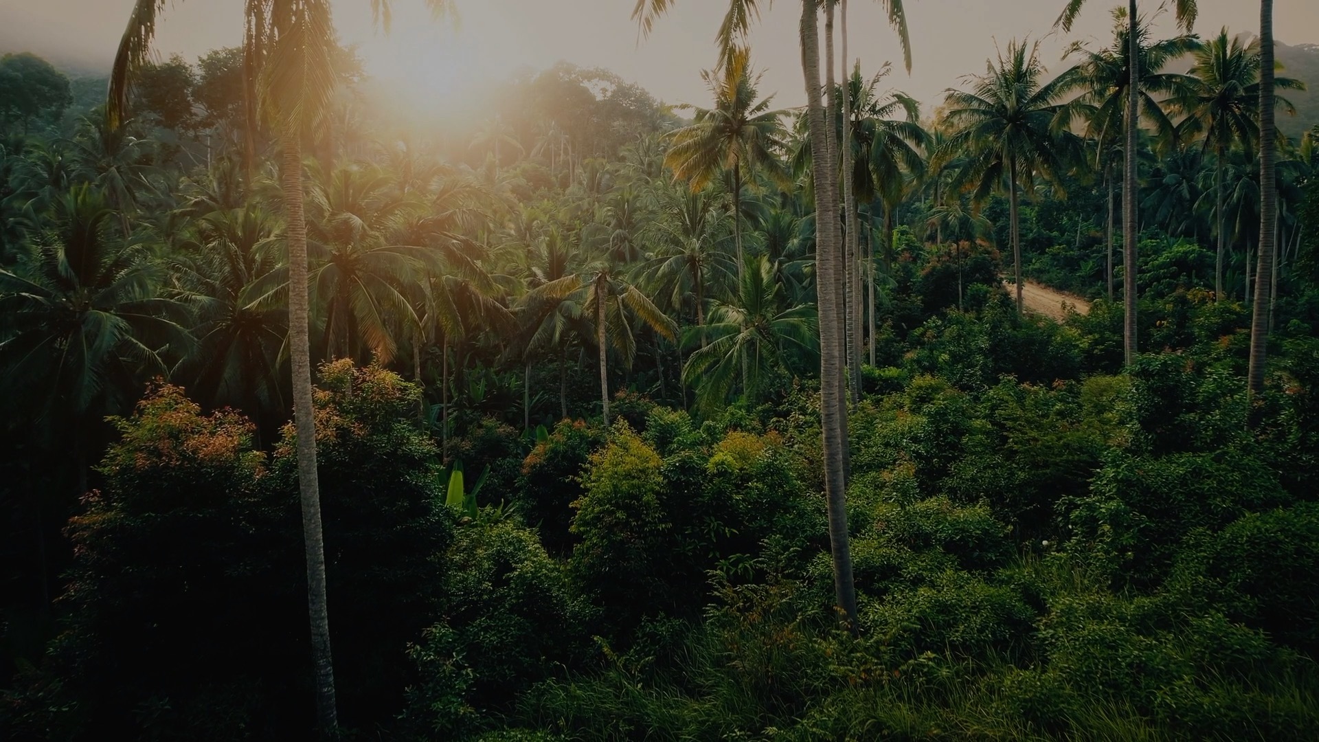 AS 0 07 Palms
