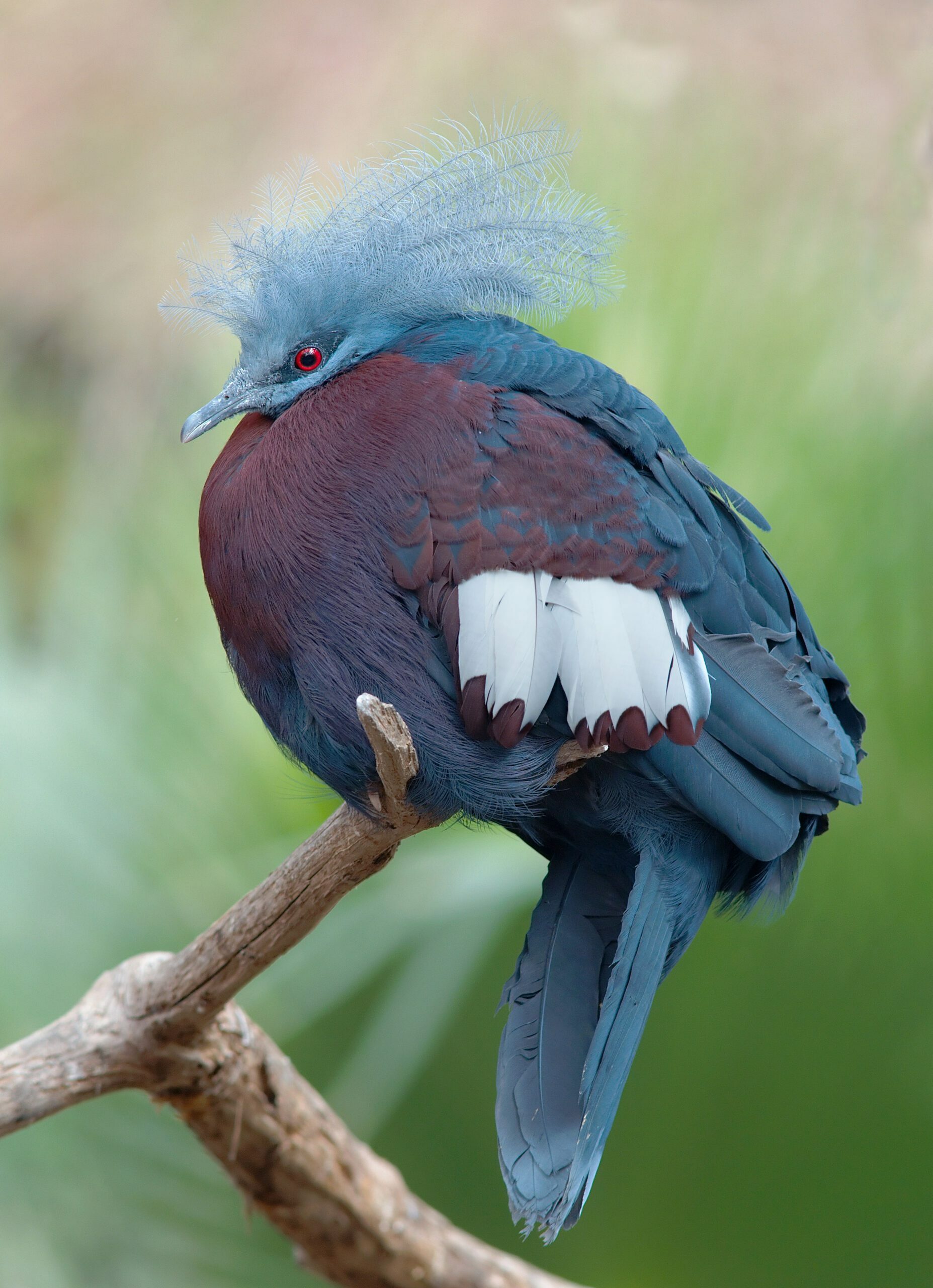 Southern Crowned Pigeon scaled