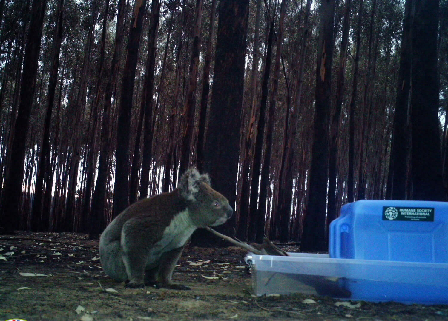 Small image for Photo: Jo-Anna Robinson/AAP Images for HSI